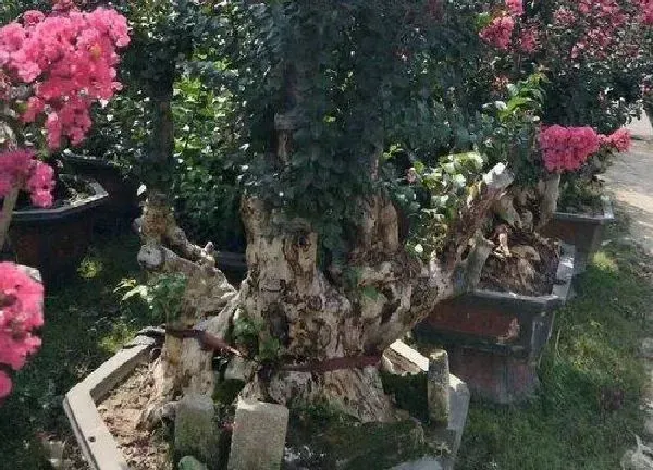 盆景|紫薇老桩养殖方法和养护事项