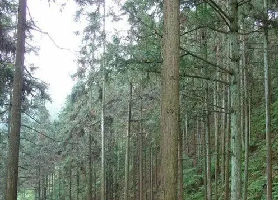 植物种类|杉松柏是裸子植物吗