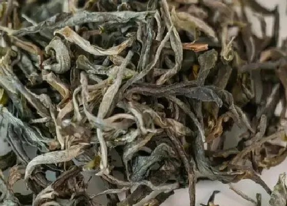 食用常识|古树茶属于什么茶类档次 古树普洱茶生茶还是熟茶