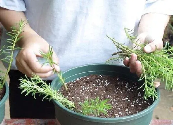 植物扦插|太阳花可以扦插吗
