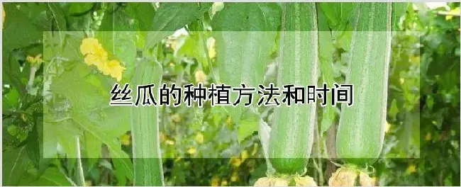 丝瓜的种植方法和时间 | 耕种资料