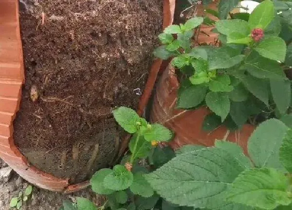 植物浇水|天堂鸟可以浇啤酒吗