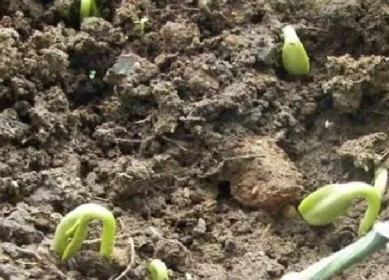 植物播种|葵花什么时候播种合适