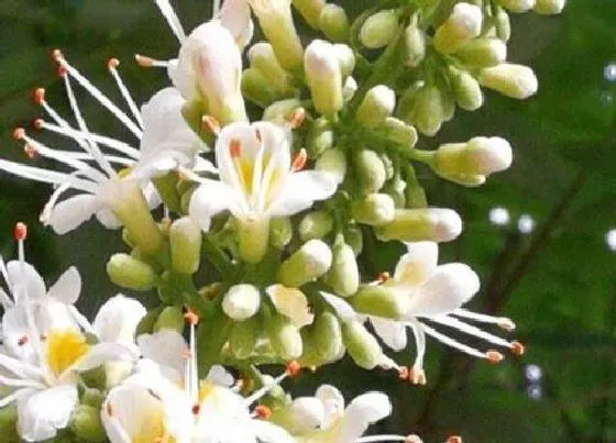 植物百科|菩提树开花吗 在什么时候开花