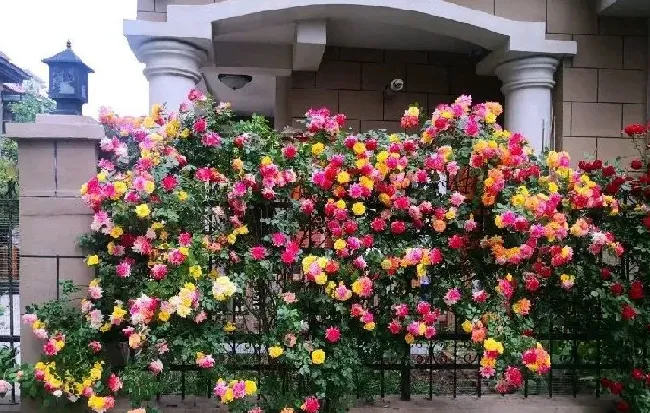 植物百科|爬藤月季藤彩虹优缺点（藤本藤彩虹花期长到一年四季开花）