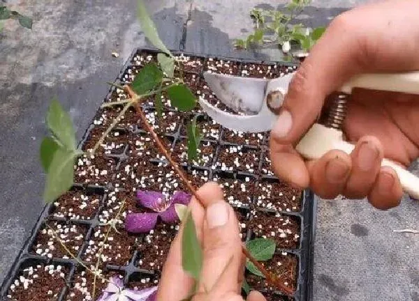 植物扦插|铁线莲几月份扦插最好