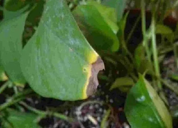 植物浇水|如何判断绿萝该浇水了