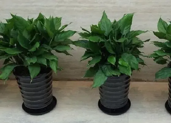 种植长叶|万年青不长叶子怎么办
