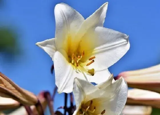 开花时间|百合花盆栽一年开几次花 只能开一次花吗