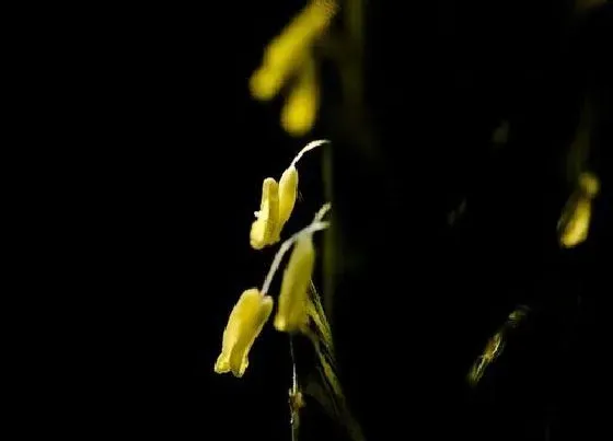颜色花|麦花是什么颜色的