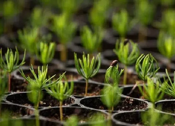 植物百科|喜阴的室内植物花卉有哪些