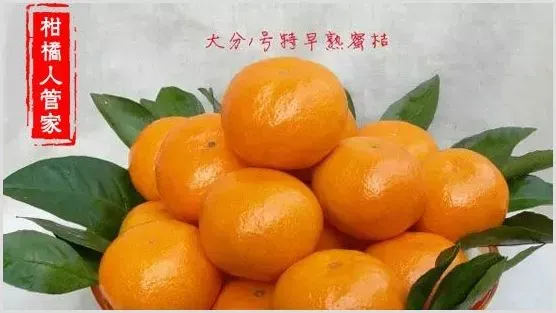 大分一号特早蜜简介及优缺点分析 | 种植资料