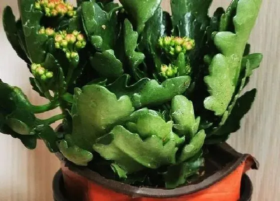 植物百科|释放氧气的花卉有哪些