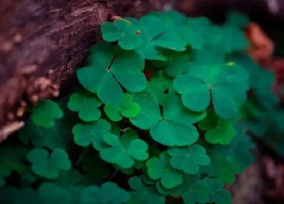 植物百科|四叶草又叫什么草