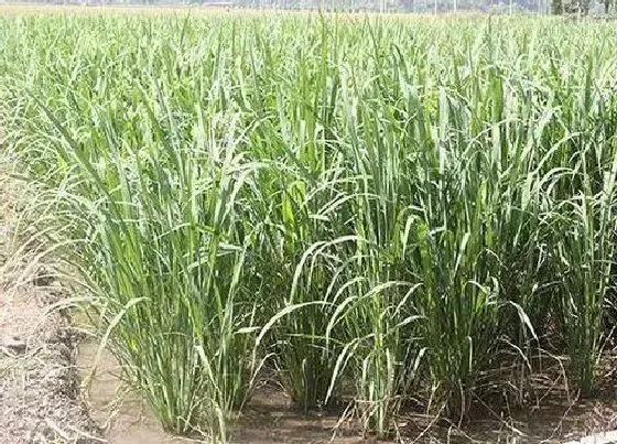 生长环境|水生植物的生长环境 生长需要的条件