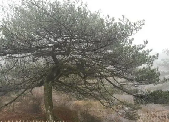 植物排行|迎客松什么品种最好