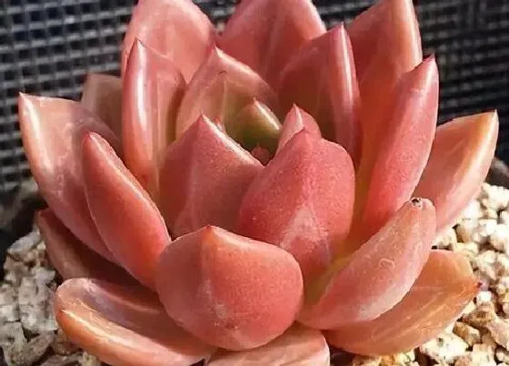 植物种类|多肉哪个品种好看