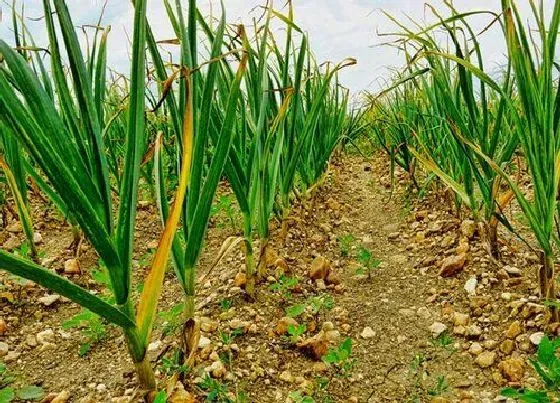 种植方法|蒜怎么种植方法步骤 大蒜种植时间和方法