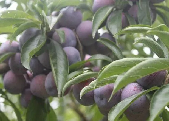 种植管理|脆红李几年结果实