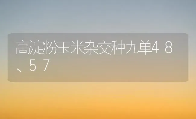 高淀粉玉米杂交种九单48、57 | 粮油作物种植