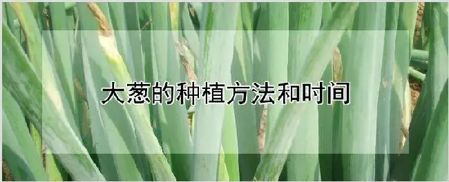 大葱的种植方法和时间 | 自然知识