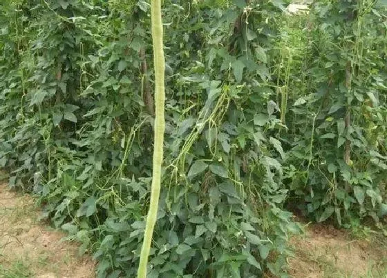 种植方法|青刀豆种植时间和方法