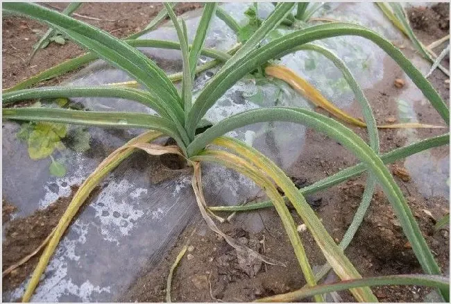 大蒜病虫害的药剂防治技术 | 种植病虫害
