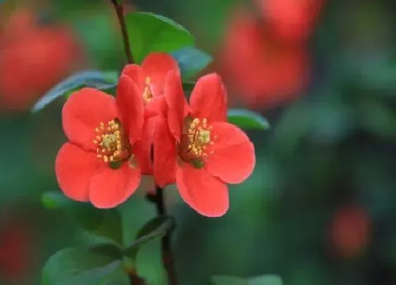 开花时间|贴梗海棠一年开几次花