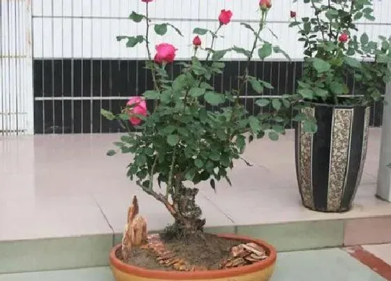 植物嫁接|嫁接月季花用什么砧木最好，树状月季花砧木有几种选择）