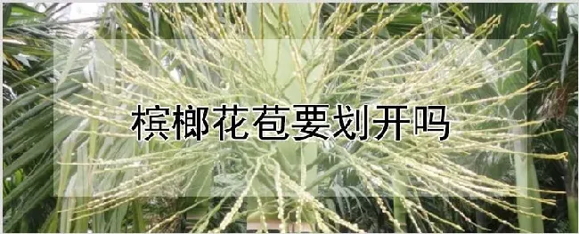 槟榔花苞要划开吗 | 自然知识