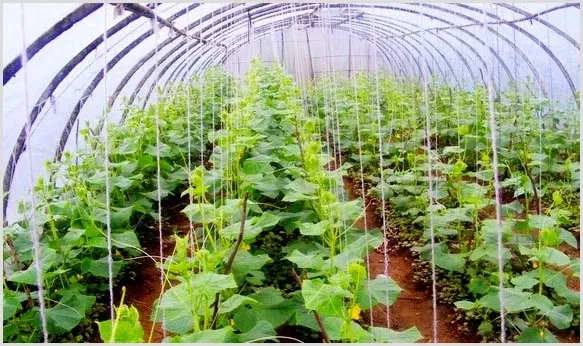 大棚蔬菜生理障碍难题如何应对？ | 种植施肥