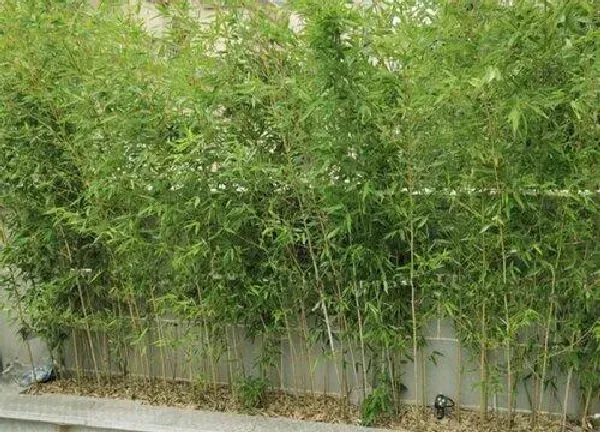 植物换土|种竹子用什么土最好