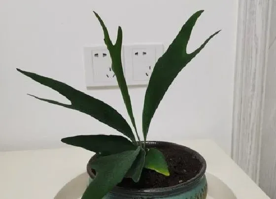 绿植|适合在家养的蕨类植物（哪些蕨类盆栽好看室内好养）