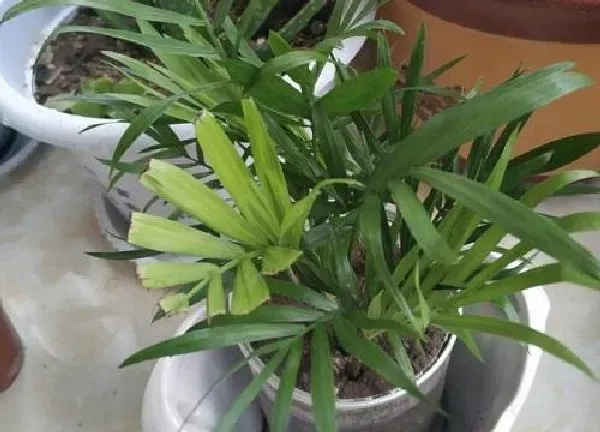 植物浇水|袖珍椰子浇水的正确方法