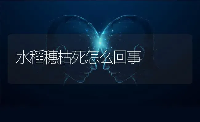 水稻穗枯死怎么回事 | 粮油作物种植