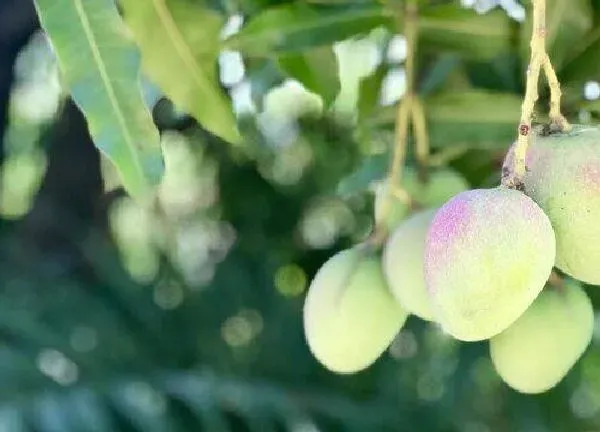 养殖科普|为什么家里不能种芒果树 家里种芒果好不好