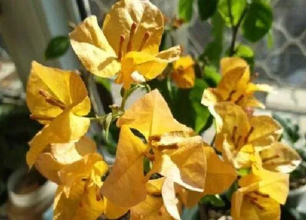 养殖科普|最勤花三角梅排名 三角梅哪个品种最勤花长的又快