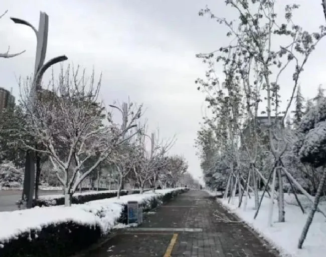 冬天植物|雨雪大风降温即将再度上线 大范围雨雪降温来袭