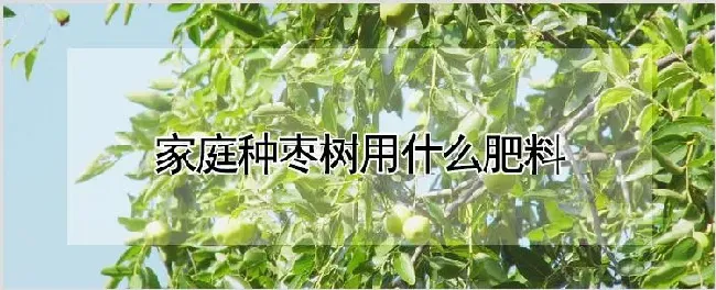 家庭种枣树用什么肥料 | 农业科普