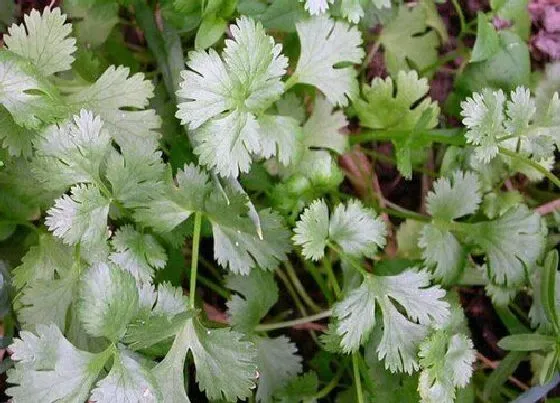 植物播种|芫荽什么时候播种最好