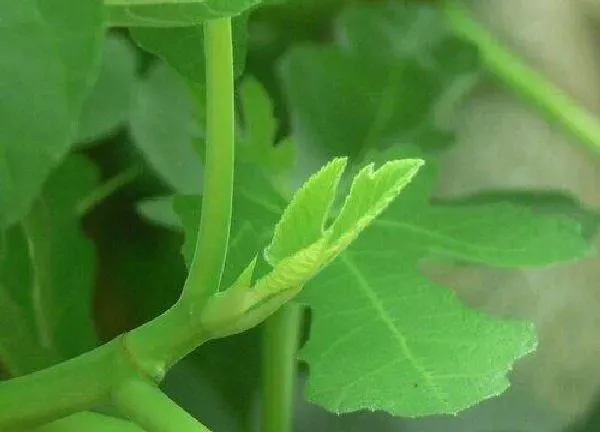 养殖科普|无花果树喜阴还是喜阳光的植物