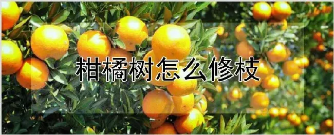 柑橘树怎么修枝 | 种植技术