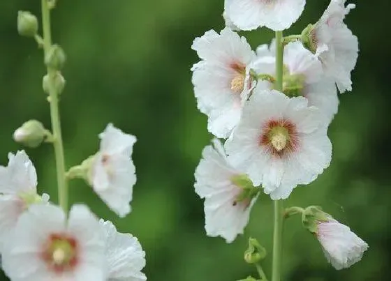 植物播种|蜀葵花什么时候播种