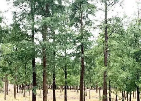 植物寓意|水杉的风水寓意和摆放位置