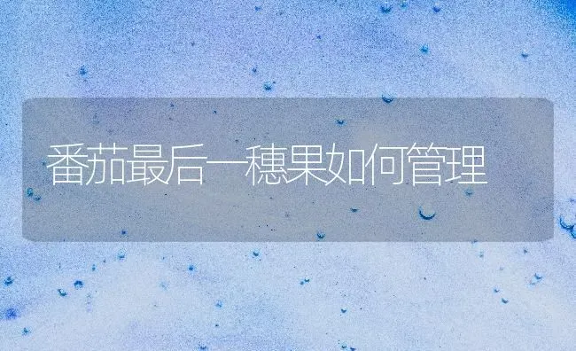 番茄最后一穗果如何管理 | 瓜果种植