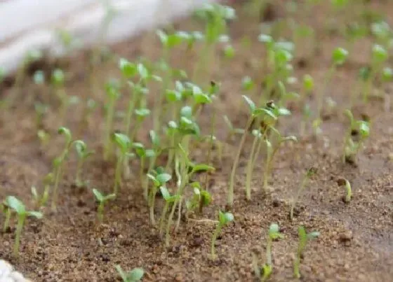 植物播种|长春花种子什么时候播种最好