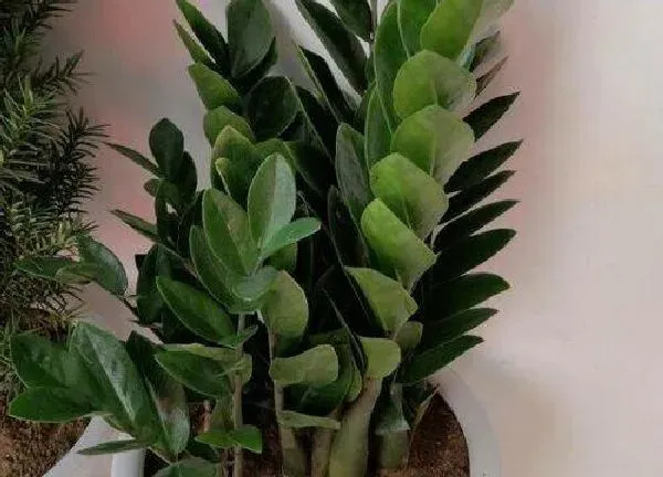 植物浇水|金钱树几天浇一次水 春夏秋冬各不同