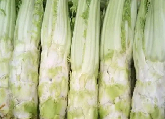 植物百科|棒菜又叫什么名字
