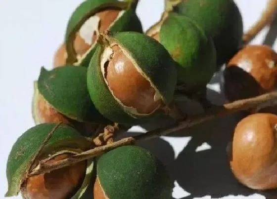 植物产地|夏威夷果原产地在哪里