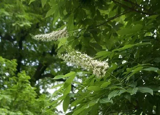 植物种类|七叶树是裸子植物吗